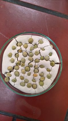 wp_20161104_12_25_13_pro